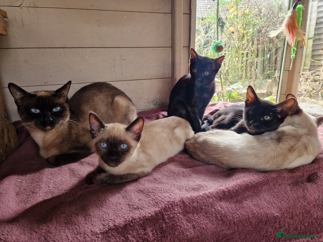 Mixed Breed cats for sale: Bengamese kittens, Bengal/Siamese mix  - Image 24