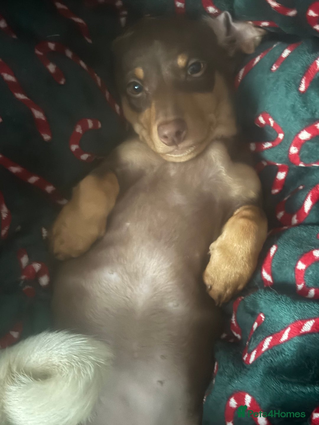 Dachshund dogs for sale: Dachshund  - Advert 3