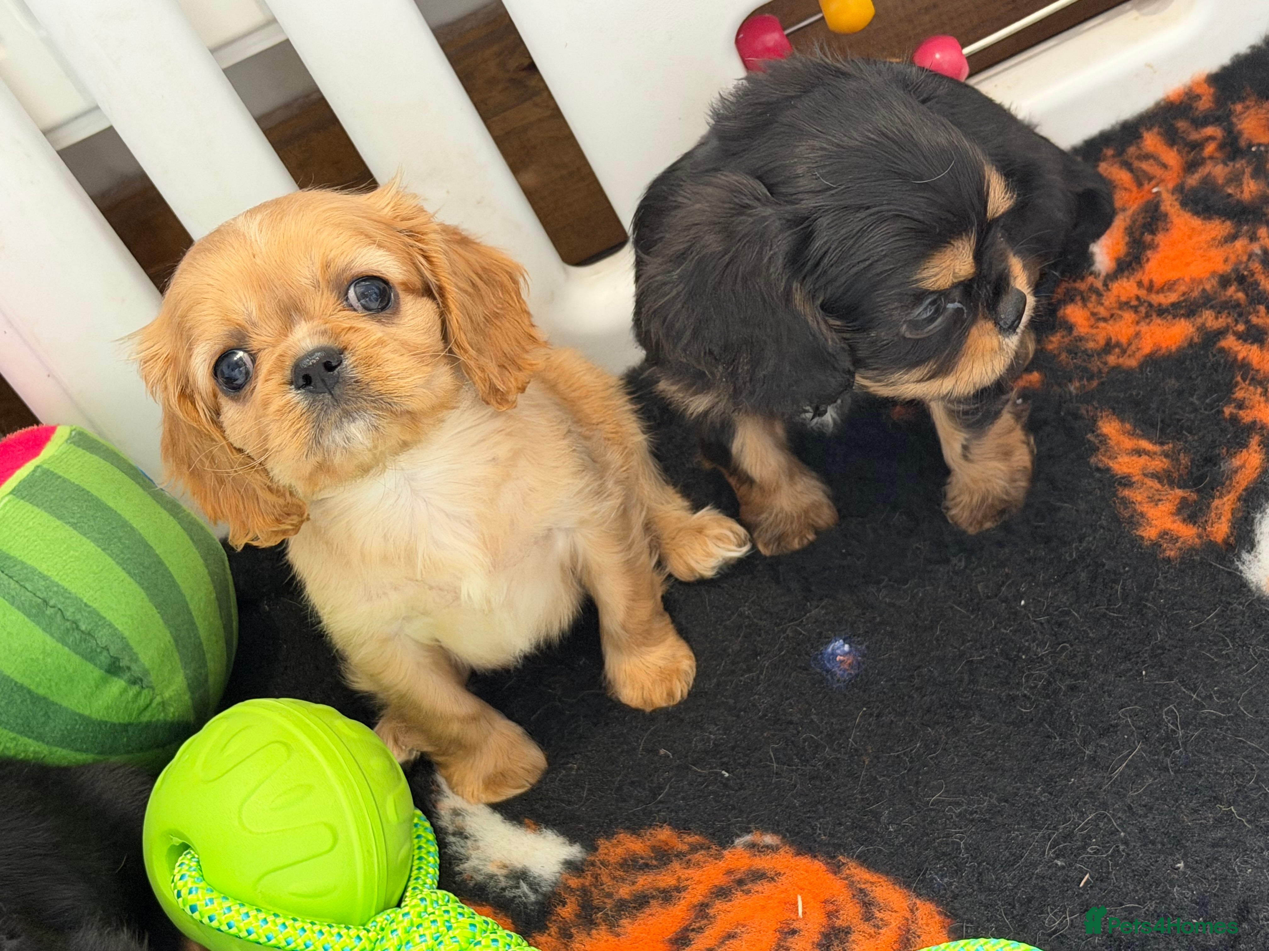 Cavalier King Charles Spaniel dogs Kennel club registered cavalier King Charles pups  - Advert 2