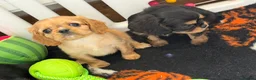 Cavalier King Charles Spaniel dogs for sale: Kennel club registered cavalier King Charles pups  - Advert 7