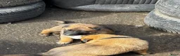 Belgian Shepherd Dog dogs for sale: Belgian mallinois in Oldham - Advert 7