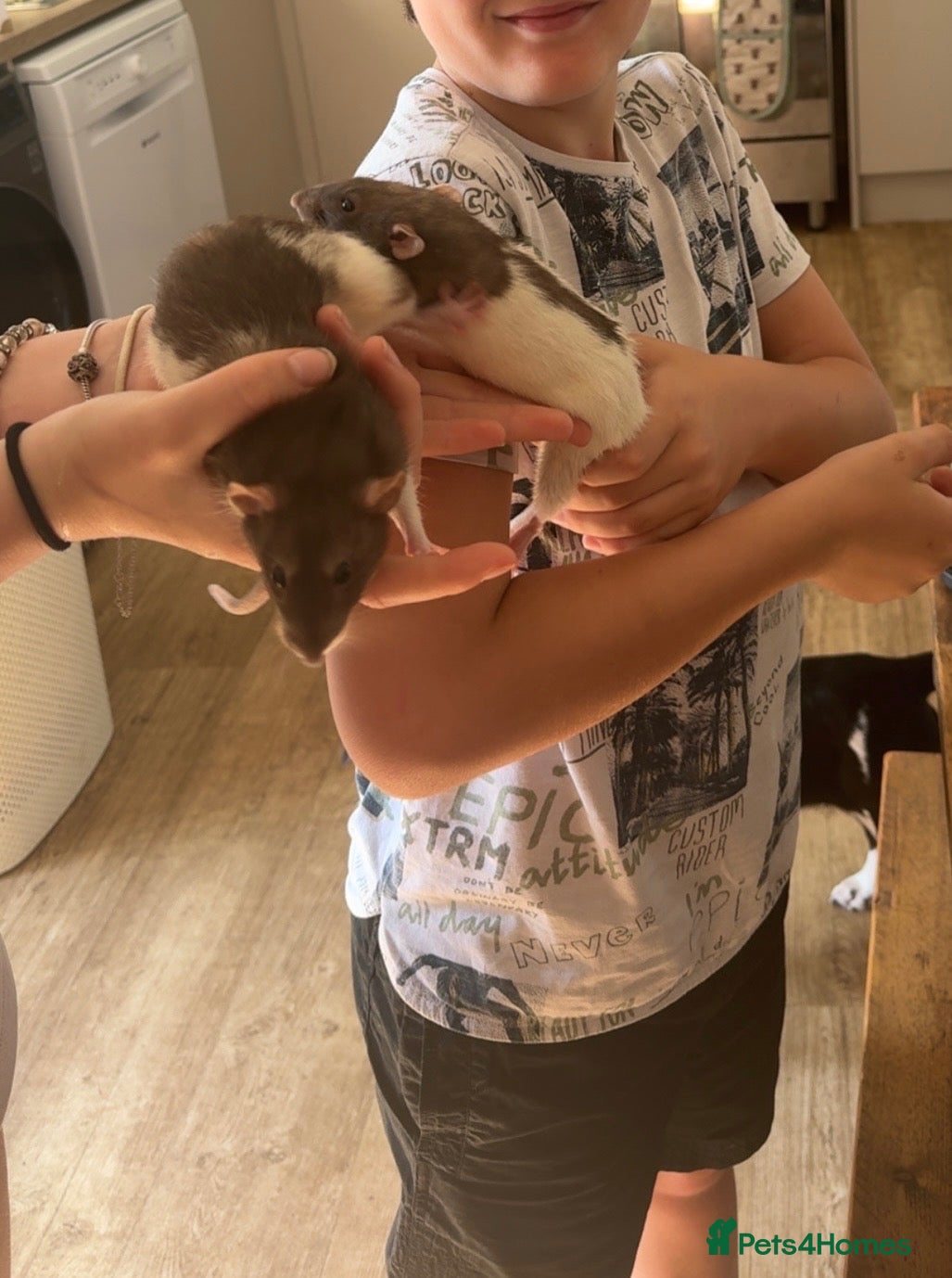 Rat rodents for sale: 2 female dumbo rats and cage - Advert 2