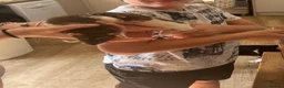 Rat rodents for sale: 2 female dumbo rats and cage - Advert 1