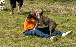 Mixed Breed dogs for adoption: Myrtle - Norwich Norfolk  - Image 18