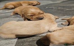 Golden Retriever dogs for sale: KC registered pedigree Golden Retriever pups - Image 17