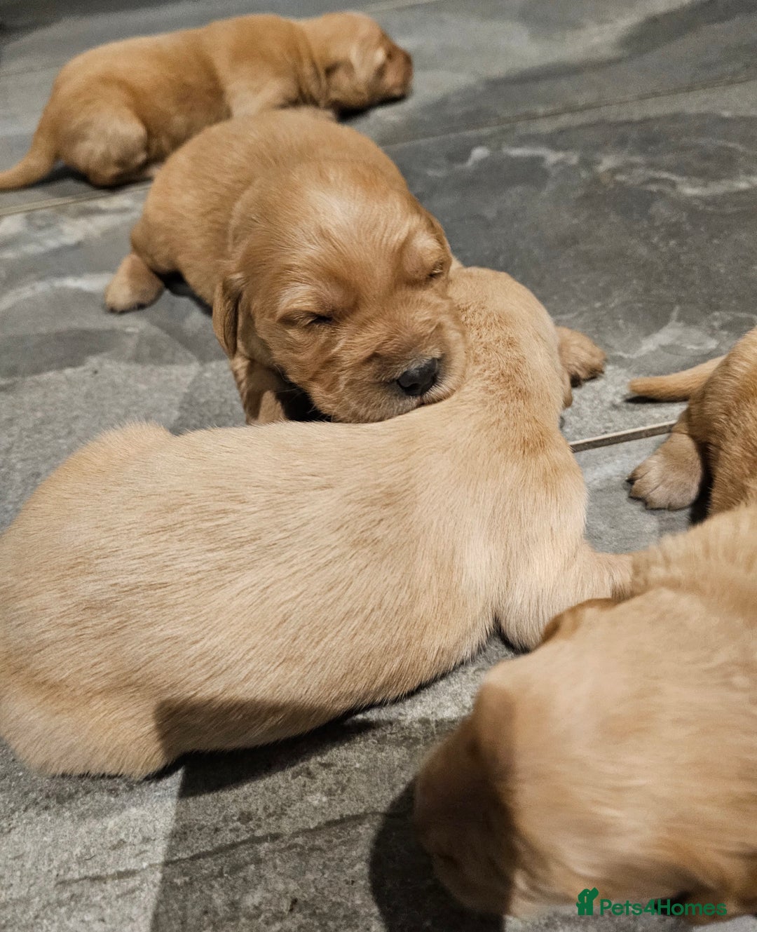 Golden Retriever dogs for sale: KC registered pedigree Golden Retriever pups - Image 17