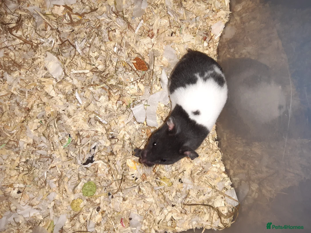 Hamster rodents for sale: Baby Syrian hamsters - Advert 7