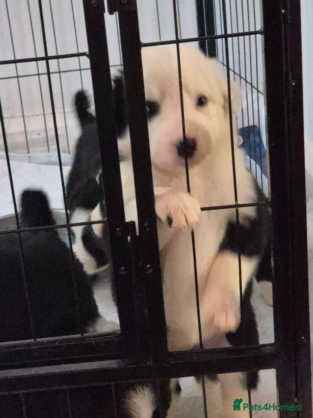 Border Collie dogs for sale: Border collie girl pup - Advert 4