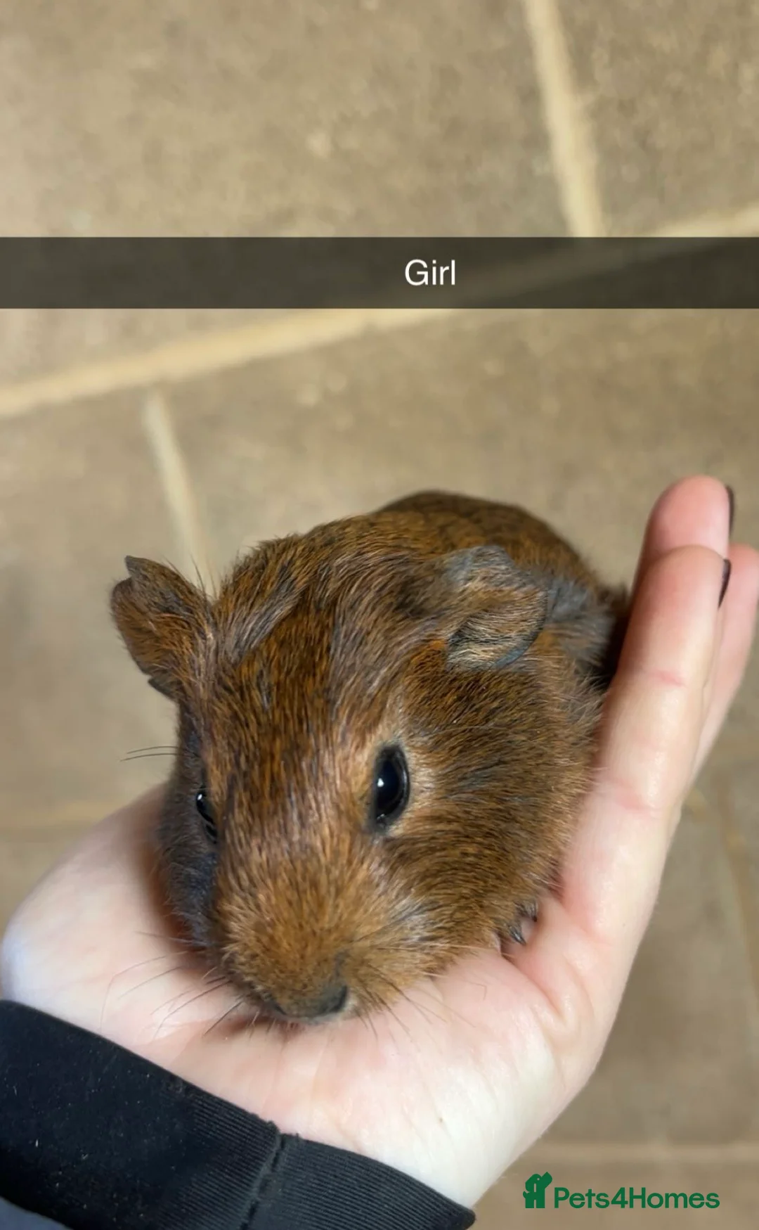 Guinea Pig rodents for sale: Lovely guinea pigs looking for their forever home  - Advert 14