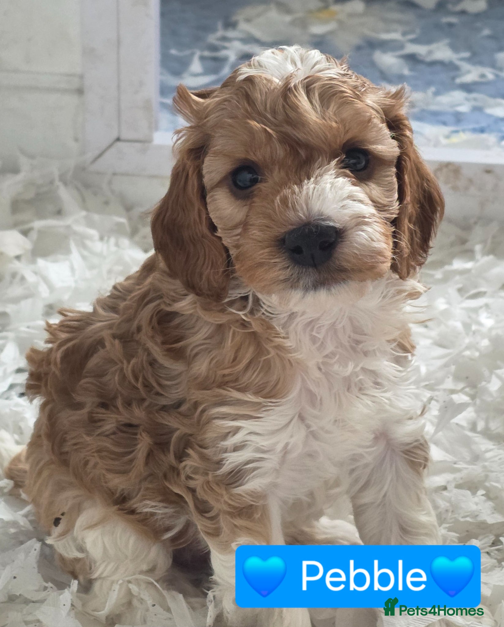 Cockapoo dogs Health Tested F2 Cockapoo Puppies  - Advert 2