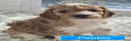 Cockapoo dogs for sale: Health Tested  Cockapoo Puppies  - Advert 25
