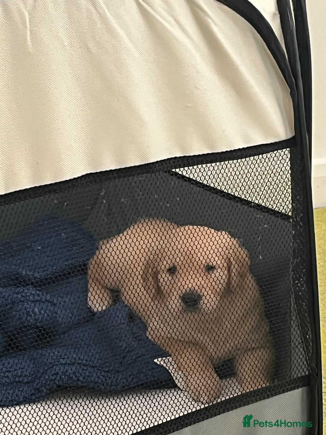 Golden Retriever dogs for sale: Golden retriever puppies - Image 4
