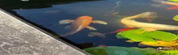Koi Carp fish for sale: Beautiful golden butterfly Koi in Carmarthen - Advert 7