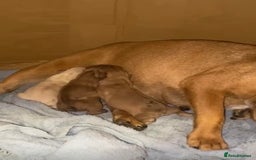 French Bulldog dogs for sale: Beautiful French Bulldog puppies for sale  - Image 11