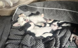 Chihuahua dogs for sale: Two Adorable Male Chihuahua Puppies  - Image 8