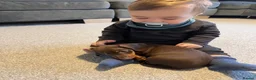 Miniature Dachshund dogs for sale: Beautiful Chocolate and Tan Miniature Dachshund  - Advert 18