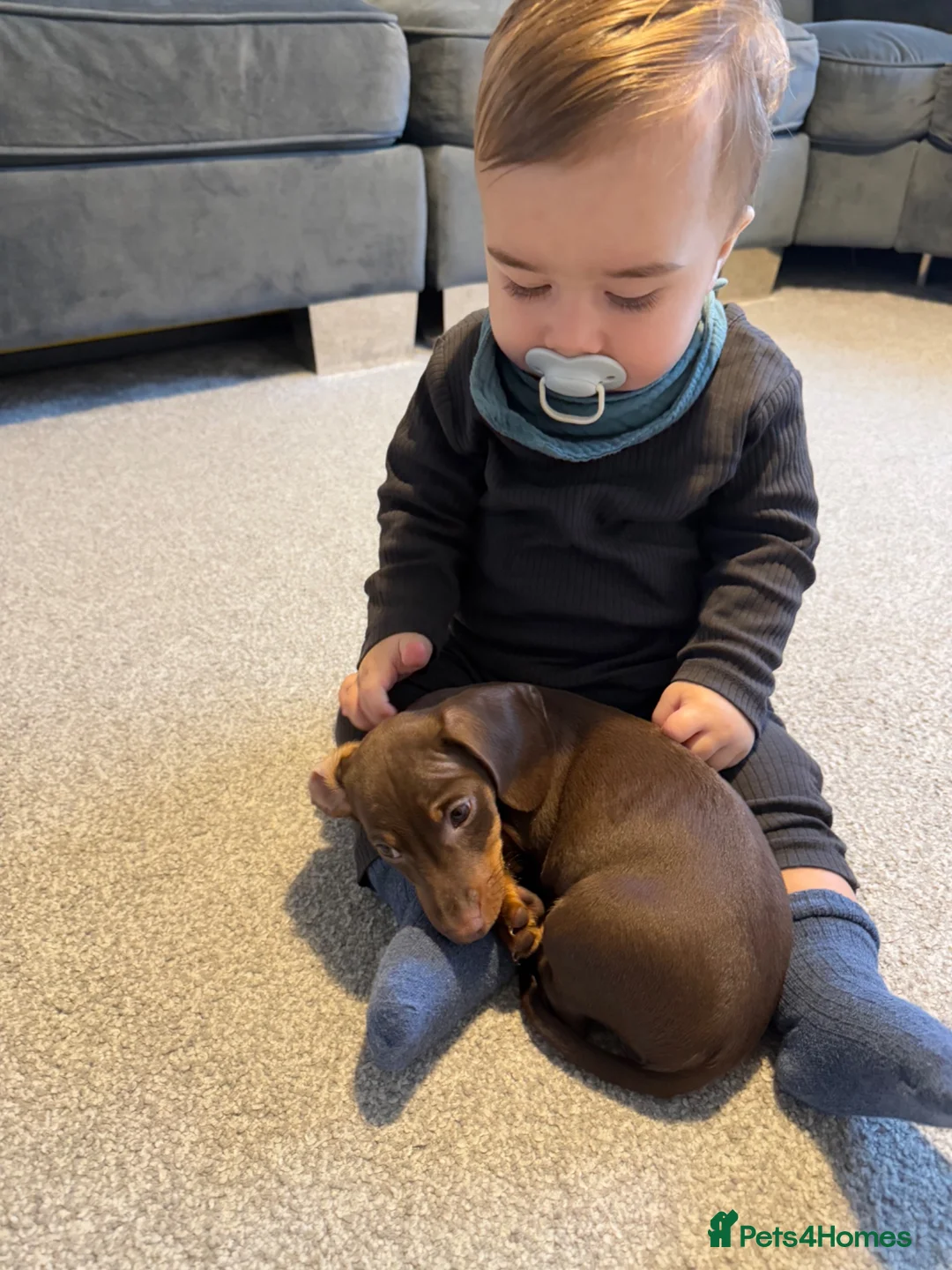 Miniature Dachshund dogs for sale: Beautiful Chocolate and Tan Miniature Dachshund  - Advert 18