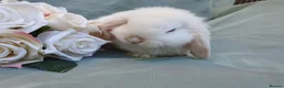 Mini Lop rabbits for sale: Friendly baby mini lops  - Advert 4