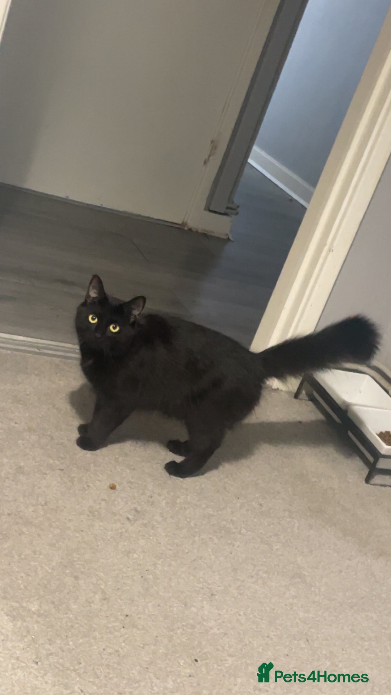 Mixed Breed cats Cat for sale  - Advert 15