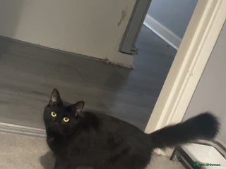 Mixed Breed cats Cat for sale - Advert 1