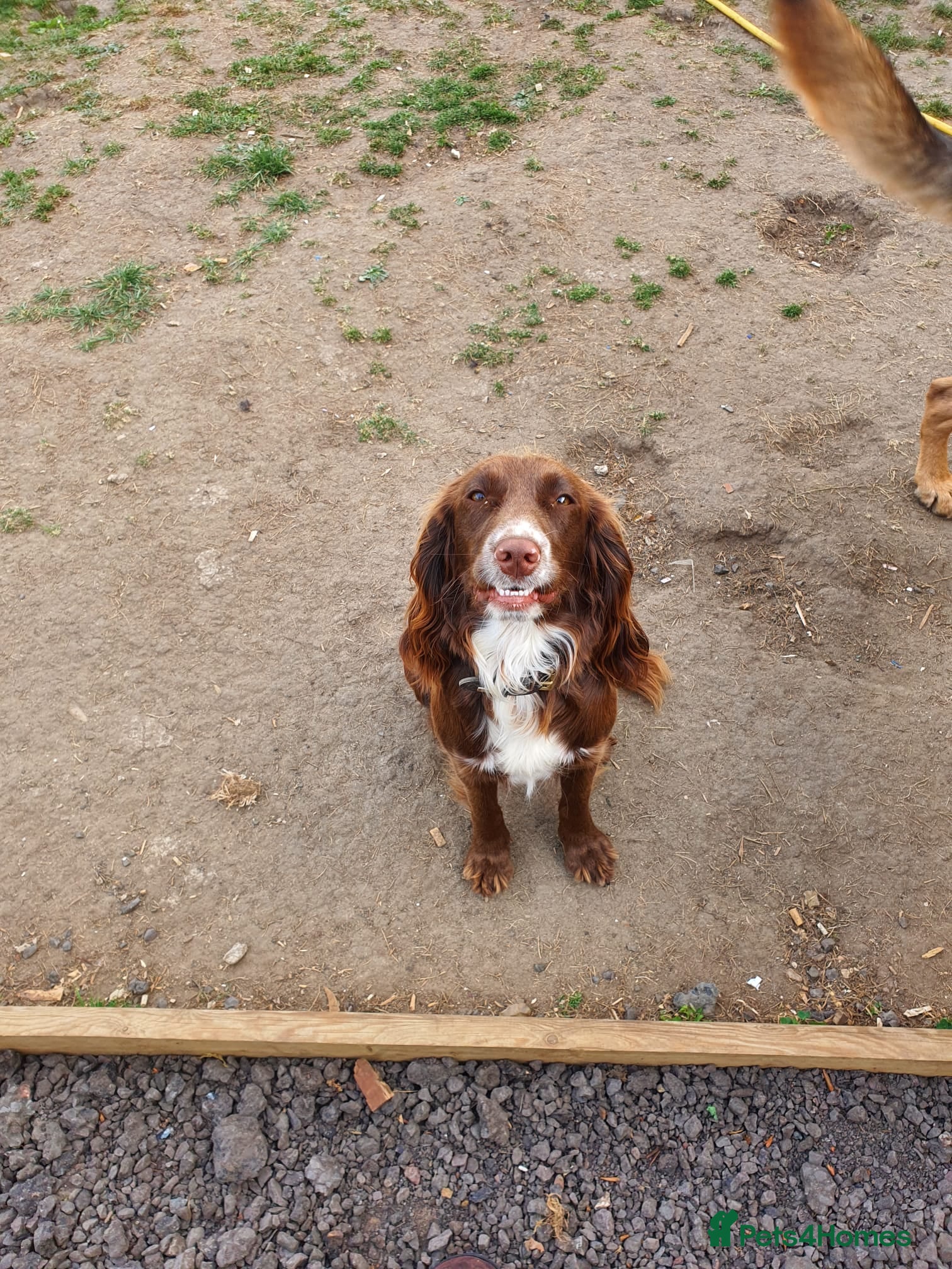 Sprocker dogs 7 stunning sprocker pups - Advert 1