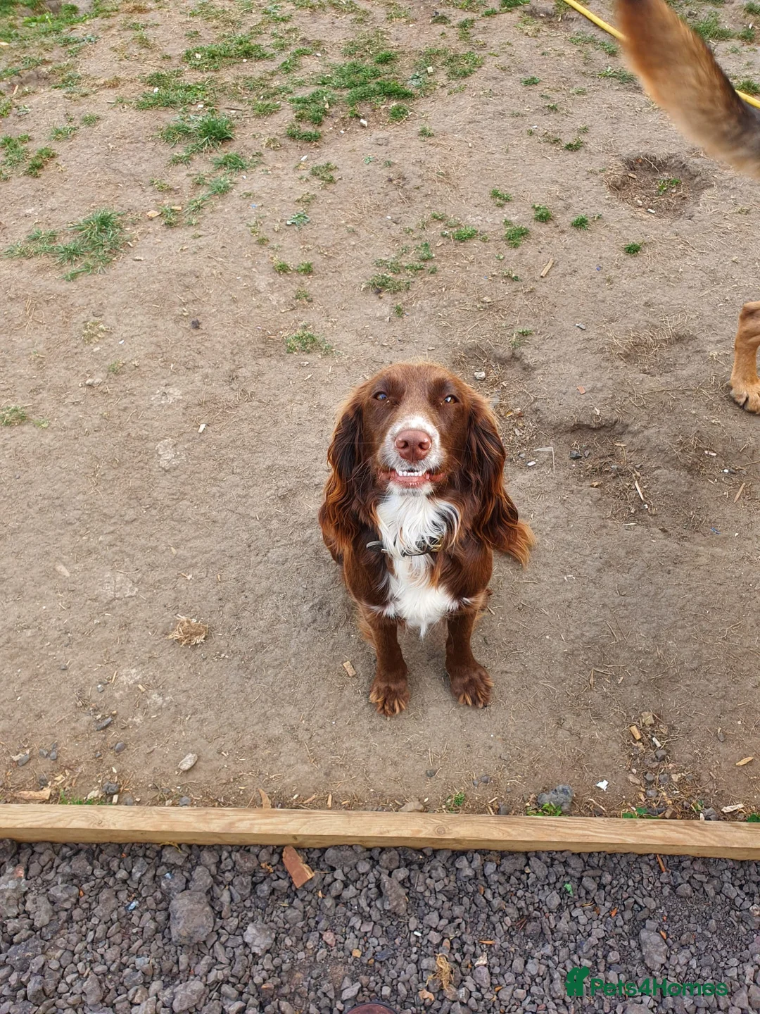 Sprocker dogs for sale: 7 stunning sprocker pups - Advert 1