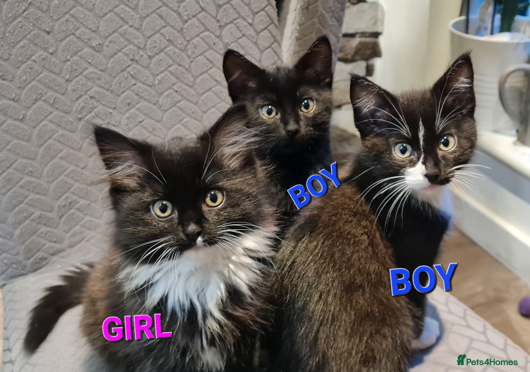 Mixed Breed cats for sale: Mix Ragdoll - Advert 2