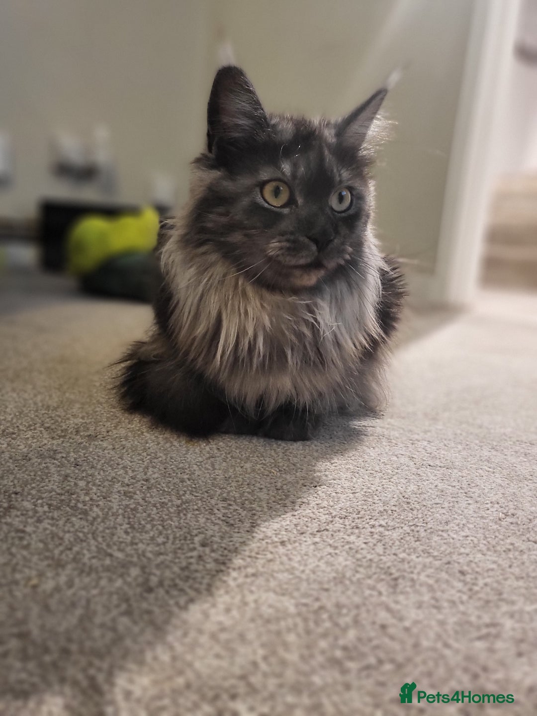 Ragcoon cats for sale: BEAUTIFUL RAGCOONS - Advert 1