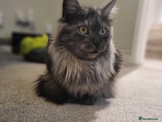 Ragcoon cats BEAUTIFUL RAGCOONS - Advert 1