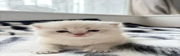 British Shorthair cats for sale: British shorthair  - Advert 4