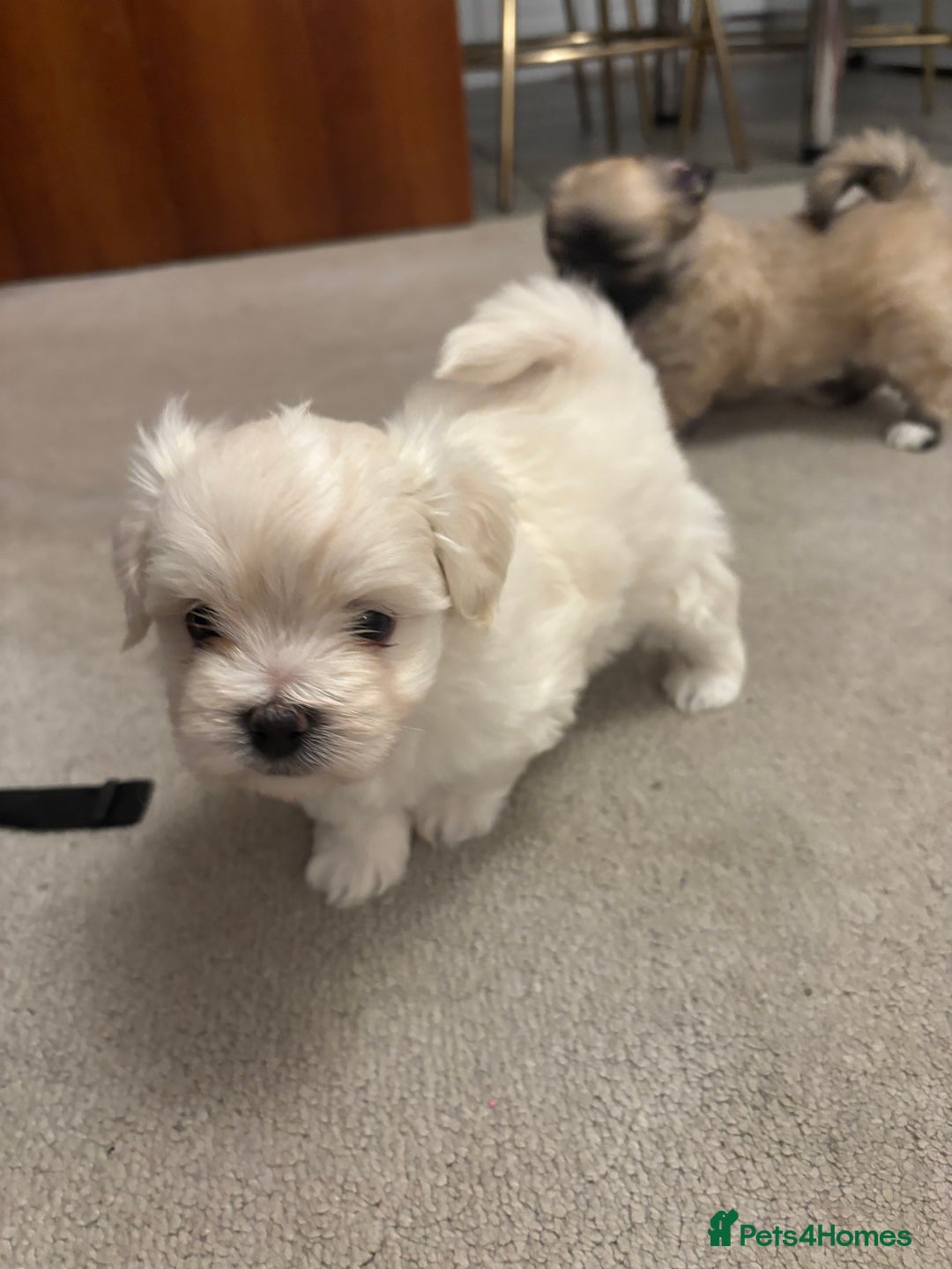 Maltipoo dogs for sale: Maltipoo - Advert 6