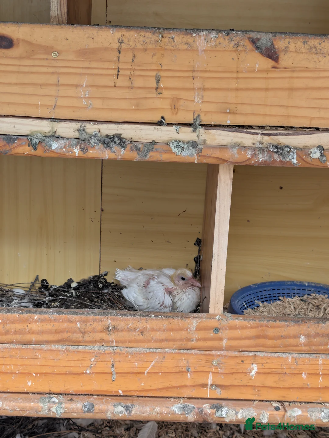 Pigeons birds for sale: Fan Tail Pigeons in Crewe - Advert 8