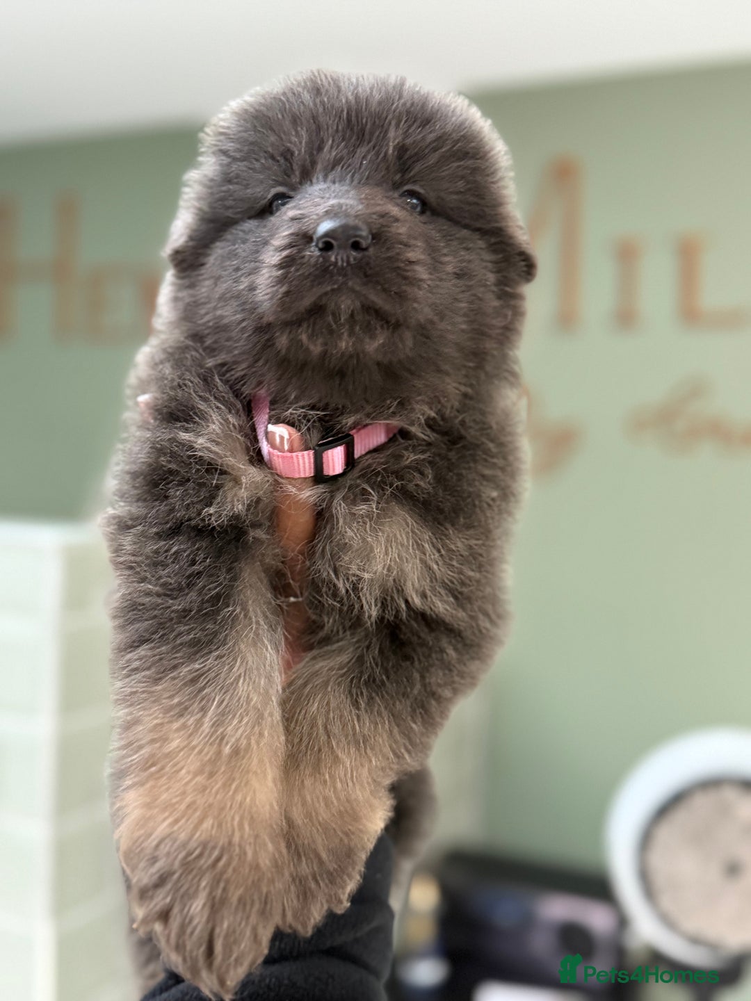 German Shepherd dogs for sale: 💙KC health tested parents 💙 - Advert 14