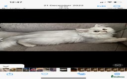 British Longhair cats for sale: Stunning fluffy Maine coon x british longhair  - Image 24