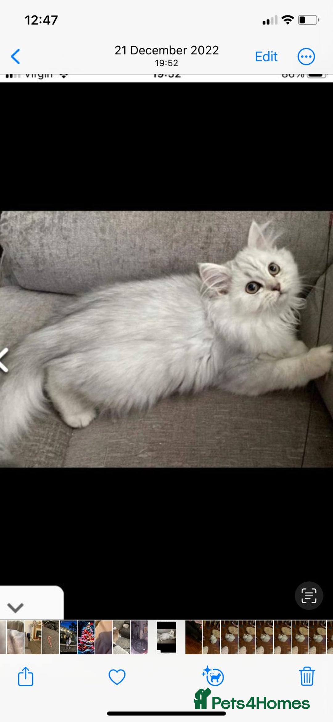 British Longhair cats for sale: Stunning fluffy Maine coon x british longhair  - Image 24