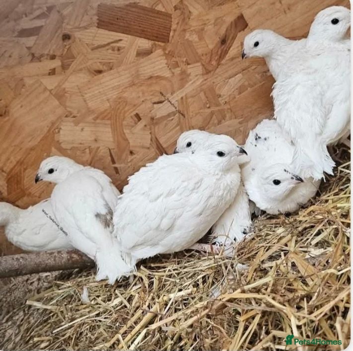 Quail poultry White bobwhite quail hatching eggs  - Advert 1