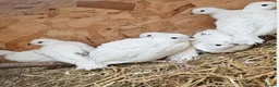 Quail poultry for sale: White bobwhite quail hatching eggs  - Advert 1