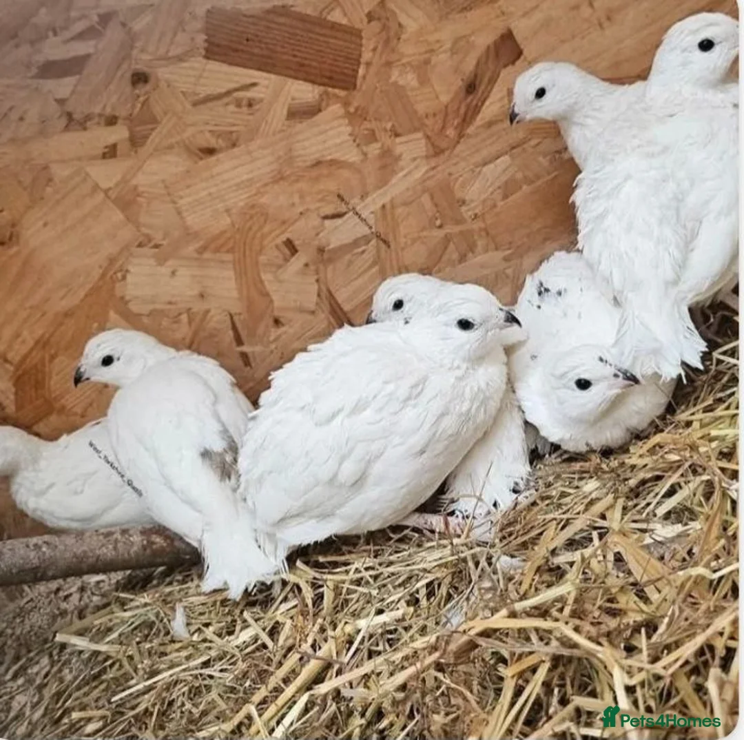 Quail poultry for sale: White bobwhite quail hatching eggs  - Advert 1