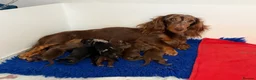 Miniature Dachshund dogs for sale: KC champion lines miniature LH dachshunds  - Advert 12