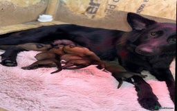 German Shepherd dogs for sale: Full bread 8 week German shepherd  - Advert 2