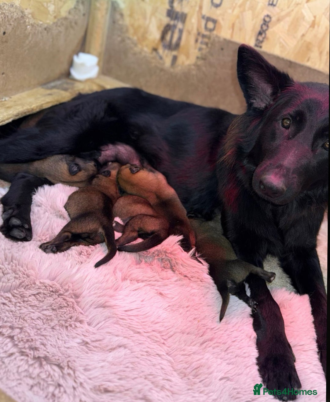 German Shepherd dogs for sale: Full bread 8 week German shepherd  - Advert 2