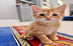 Mixed Breed cats for sale: Ginger Female Kitten - Ready to leave - Image 4
