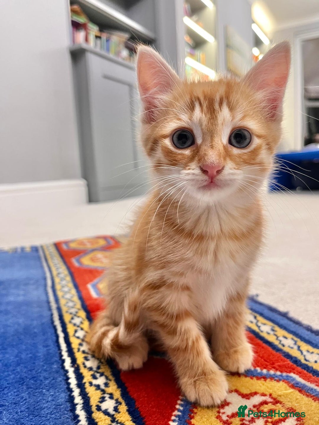 Mixed Breed cats for sale: Ginger Female Kitten - Ready to leave - Image 4