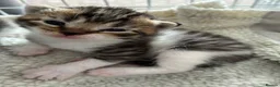 Domestic Shorthair cats for sale: Kitten looking for an extra special home - Advert 5