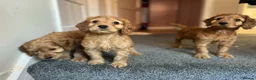 Cockapoo dogs for sale: 3 gorgeous f1b cockapoos  - Advert 8