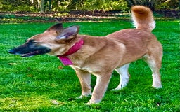 Belgian Shepherd Dog dogs for adoption: Julie: The Puppy Who Survived the Unthinkable - Advert 6