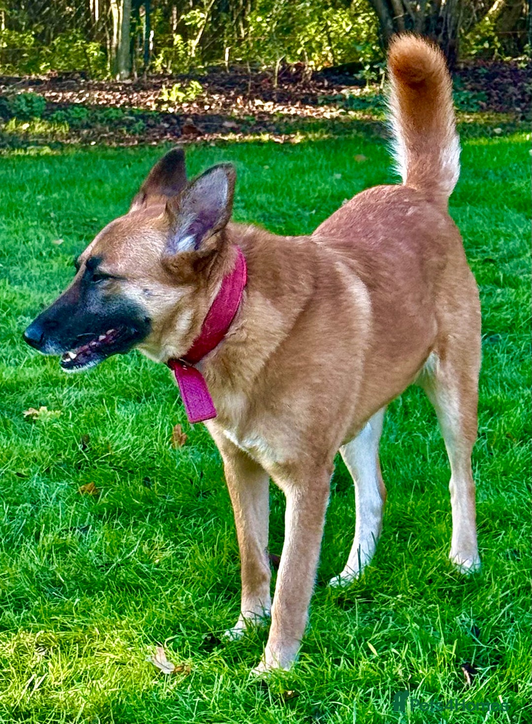 Belgian Shepherd Dog dogs for adoption: Julie: The Puppy Who Survived the Unthinkable - Advert 6