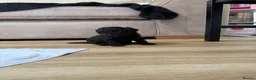 Cavapoochon dogs for sale: Mini F1b CAVAPOOCHON Puppies FORSALE  - Advert 14