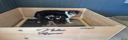 Border Collie dogs for sale: Border collie puppies  - Advert 1