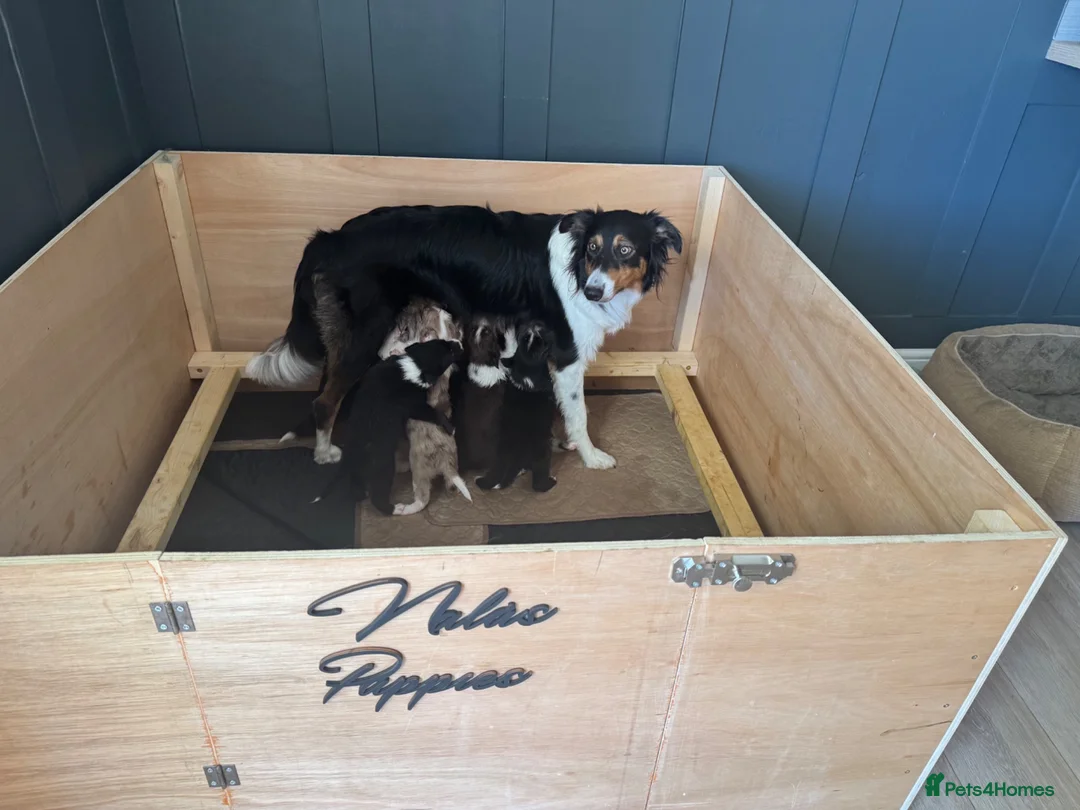 Border Collie dogs for sale: Border collie puppies  - Advert 1